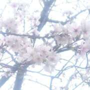 ヒメ日記 2026/03/31 11:40 投稿 みれい シェリーエンジェル