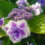 みれい 雨待つ花*̣̩⋆貴方待つ*̣̩°みれい シェリーエンジェル
