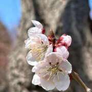 ヒメ日記 2026/04/19 13:37 投稿 雪島　えな ドMな奥様 すすきの店