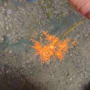 ヒメ日記 2025/06/24 09:10 投稿 みき 横浜風俗 横浜いきなりビンビン伝説