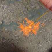 ヒメ日記 2025/10/21 09:39 投稿 みき 横浜風俗 横浜いきなりビンビン伝説