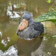 ヒメ日記 2025/11/10 14:58 投稿 ハナビ AMOUR（アムール）