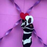 ヒメ日記 2026/01/26 18:25 投稿 そあ IRIS(岐阜)