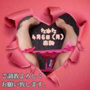 ヒメ日記 2026/03/31 16:07 投稿 たゆた 涼泉（りょうせん）