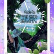 ヒメ日記 2026/04/06 13:10 投稿 たゆた 涼泉（りょうせん）