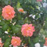 ヒメ日記 2025/05/24 20:31 投稿 まほ ぷるるんマダム 難波店