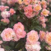 ヒメ日記 2025/06/12 00:08 投稿 まほ ぷるるんマダム 難波店