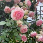 ヒメ日記 2025/07/18 09:27 投稿 まほ ぷるるんマダム 難波店