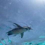 ヒメ日記 2025/07/30 22:04 投稿 まほ ぷるるんマダム 難波店