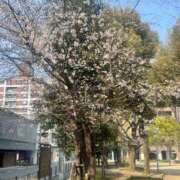 ヒメ日記 2026/03/30 08:38 投稿 まほ ぷるるんマダム 難波店