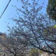 ヒメ日記 2026/04/04 08:01 投稿 まほ ぷるるんマダム 難波店