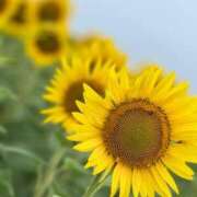 ヒメ日記 2025/06/03 19:15 投稿 こずえ 佐賀人妻デリヘル 「デリ夫人」