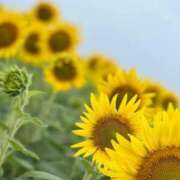 ヒメ日記 2025/06/18 10:00 投稿 こずえ 佐賀人妻デリヘル 「デリ夫人」