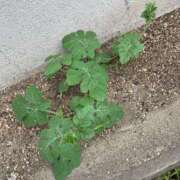 ヒメ日記 2025/07/16 16:00 投稿 こずえ 佐賀人妻デリヘル 「デリ夫人」