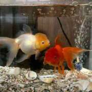 ヒメ日記 2025/08/03 09:02 投稿 こずえ 佐賀人妻デリヘル 「デリ夫人」