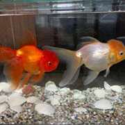 ヒメ日記 2025/11/20 11:00 投稿 こずえ 佐賀人妻デリヘル 「デリ夫人」