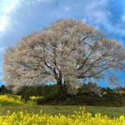 ヒメ日記 2026/03/17 17:52 投稿 こずえ 佐賀人妻デリヘル 「デリ夫人」