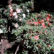 ヒメ日記 2025/05/23 21:03 投稿 なつき☆熟女好きドはまり注意報 新潟長岡ちゃんこ