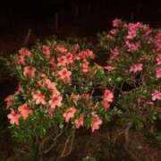 ヒメ日記 2025/05/24 07:45 投稿 なつき☆熟女好きドはまり注意報 新潟長岡ちゃんこ