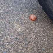 ヒメ日記 2025/09/30 12:01 投稿 なつき☆熟女好きドはまり注意報 新潟長岡ちゃんこ