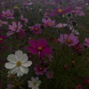 ヒメ日記 2025/08/21 17:21 投稿 りりか Profile～プロフィール～（那覇）