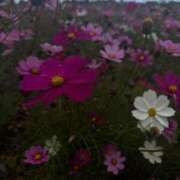 ヒメ日記 2025/08/22 02:15 投稿 りりか Profile～プロフィール～（那覇）