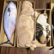 ヒメ日記 2025/08/18 20:42 投稿 えま ドンファン