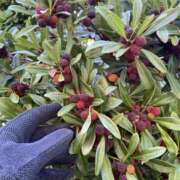 ヒメ日記 2025/06/21 16:01 投稿 円べに ワイフコレクション