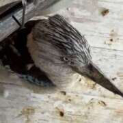 ヒメ日記 2025/07/09 16:34 投稿 円べに ワイフコレクション