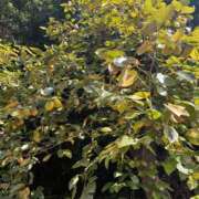 ヒメ日記 2025/09/29 16:11 投稿 円べに ワイフコレクション