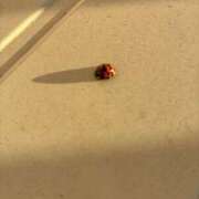 ヒメ日記 2025/11/28 16:19 投稿 円べに ワイフコレクション