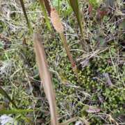 ヒメ日記 2026/04/06 05:35 投稿 円べに ワイフコレクション