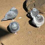 ヒメ日記 2026/02/03 11:13 投稿 蜜音（みつね） 熟女の風俗最終章　鶯谷店