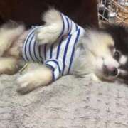 ヒメ日記 2026/03/04 04:06 投稿 蜜音（みつね） 熟女の風俗最終章　鶯谷店