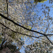 ヒメ日記 2026/04/04 13:48 投稿 あおい おクンニ学園 横浜関内校