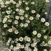 ヒメ日記 2025/06/22 15:25 投稿 るな ミルキーラテ