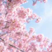 ヒメ日記 2026/04/04 16:30 投稿 るな ミルキーラテ