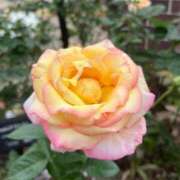 ひまり 明日〜🌷 みせすはーと