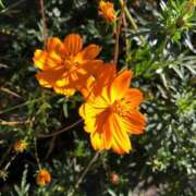 ひまり おはよ〜ございます！ みせすはーと