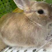 ひまり 水曜日 みせすはーと