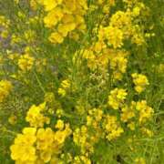 ヒメ日記 2026/03/07 21:26 投稿 ひまり みせすはーと