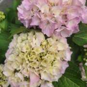 ヒメ日記 2025/05/29 13:15 投稿 あらた ダイスキ