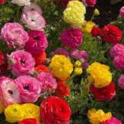 ふうか ✨🧡ありがとう🍇 出会い系人妻ネットワーク 春日部〜岩槻編