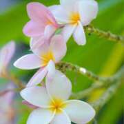 ヒメ日記 2025/06/25 13:24 投稿 美園りりか セカンドパートナー