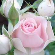 ヒメ日記 2026/02/04 09:42 投稿 美園りりか セカンドパートナー