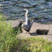 ヒメ日記 2025/09/18 08:49 投稿 裕子(ゆうこ) チューリップ宇都宮店