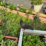 ヒメ日記 2025/09/21 18:00 投稿 ゆあ JAPAN CLUB BUNNY LOUNGE