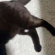 ヒメ日記 2025/11/09 20:00 投稿 ゆあ JAPAN CLUB BUNNY LOUNGE