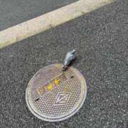 ヒメ日記 2025/11/22 09:30 投稿 ゆあ JAPAN CLUB BUNNY LOUNGE