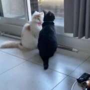 ヒメ日記 2025/12/07 20:54 投稿 ゆあ JAPAN CLUB BUNNY LOUNGE